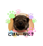 紫友会 子犬わちゃわちゃ✨（個別スタンプ：7）