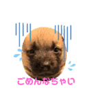 紫友会 子犬わちゃわちゃ✨（個別スタンプ：8）