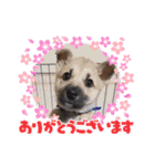 紫友会 子犬わちゃわちゃ✨（個別スタンプ：9）