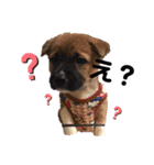 紫友会 子犬わちゃわちゃ✨（個別スタンプ：10）