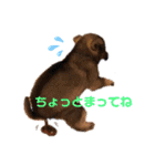紫友会 子犬わちゃわちゃ✨（個別スタンプ：11）