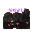 紫友会 子犬わちゃわちゃ✨（個別スタンプ：15）