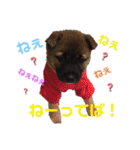 紫友会 子犬わちゃわちゃ✨（個別スタンプ：16）