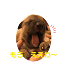 紫友会 子犬わちゃわちゃ✨（個別スタンプ：17）