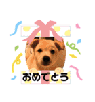 紫友会 子犬わちゃわちゃ✨（個別スタンプ：18）