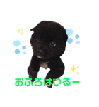紫友会 子犬わちゃわちゃ✨（個別スタンプ：19）