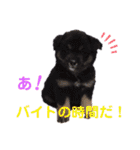 紫友会 子犬わちゃわちゃ✨（個別スタンプ：20）