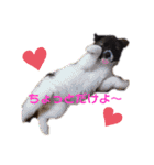 紫友会 子犬わちゃわちゃ✨（個別スタンプ：22）