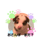 紫友会 子犬わちゃわちゃ✨（個別スタンプ：24）