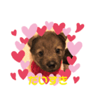 紫友会 子犬わちゃわちゃ✨（個別スタンプ：25）