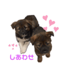 紫友会 子犬わちゃわちゃ✨（個別スタンプ：26）