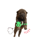 紫友会 子犬わちゃわちゃ✨（個別スタンプ：27）
