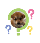 紫友会 子犬わちゃわちゃ✨（個別スタンプ：28）