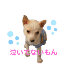 紫友会 子犬わちゃわちゃ✨（個別スタンプ：29）
