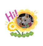 紫友会 子犬わちゃわちゃ✨（個別スタンプ：30）