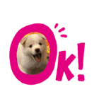紫友会 子犬わちゃわちゃ✨（個別スタンプ：31）