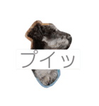 心春とココ 3（個別スタンプ：2）