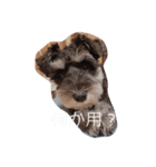心春とココ 3（個別スタンプ：5）