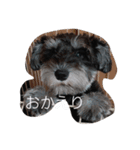 心春とココ 3（個別スタンプ：6）