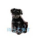 心春とココ 3（個別スタンプ：11）
