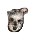 心春とココ 3（個別スタンプ：16）