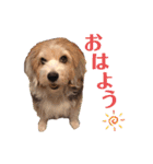癒し犬ペグちゃん（個別スタンプ：1）