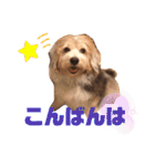癒し犬ペグちゃん（個別スタンプ：3）