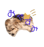 癒し犬ペグちゃん（個別スタンプ：4）