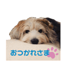 癒し犬ペグちゃん（個別スタンプ：5）