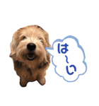 癒し犬ペグちゃん（個別スタンプ：6）