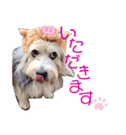 癒し犬ペグちゃん（個別スタンプ：8）