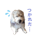 癒し犬ペグちゃん（個別スタンプ：10）
