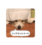癒し犬ペグちゃん（個別スタンプ：12）