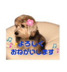 癒し犬ペグちゃん（個別スタンプ：13）