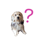 癒し犬ペグちゃん（個別スタンプ：14）