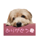 癒し犬ペグちゃん（個別スタンプ：17）
