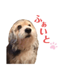 癒し犬ペグちゃん（個別スタンプ：20）