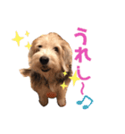 癒し犬ペグちゃん（個別スタンプ：21）