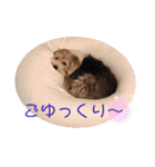癒し犬ペグちゃん（個別スタンプ：24）