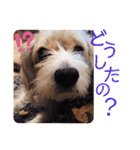 癒し犬ペグちゃん（個別スタンプ：25）