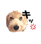 癒し犬ペグちゃん（個別スタンプ：27）