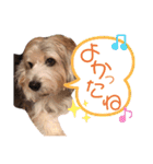 癒し犬ペグちゃん（個別スタンプ：28）