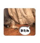 癒し犬ペグちゃん（個別スタンプ：30）