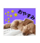 sorapipipi__（個別スタンプ：7）
