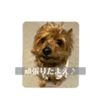 しょこらPart③（個別スタンプ：3）