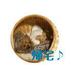 しょこらPart③（個別スタンプ：9）