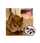 赤柴日記6（個別スタンプ：1）