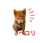 赤柴日記6（個別スタンプ：3）