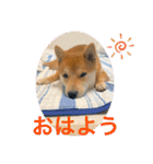 赤柴日記6（個別スタンプ：4）