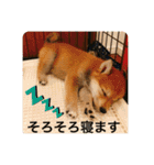 赤柴日記6（個別スタンプ：5）
